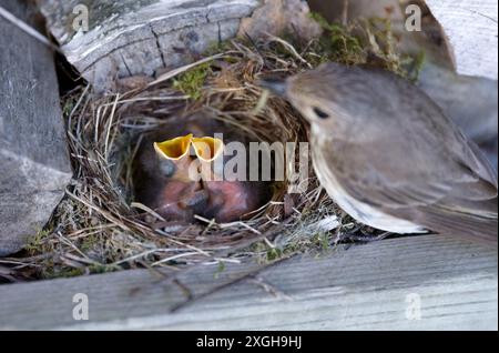 Ein gefleckter Fliegenfänger füttert ihre zwei hungrigen Schlüpflinge im Nestkasten. Stockfoto