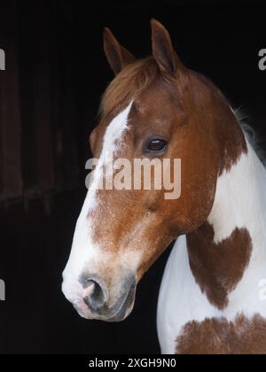 Ein Kopfschuss eines hübschen schiefen Pferdes vor schwarzem, stabilem Hintergrund. Stockfoto