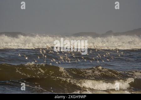 Sanderling im Flug über Strandwellen im Norden Portugals. Stockfoto