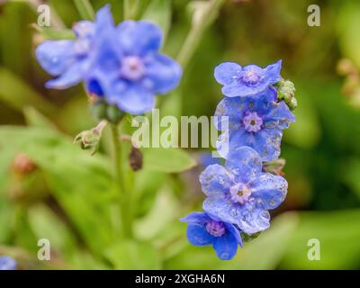 Makrofotografie von Vergissmeinnicht-Blumen mit Tau-Tropfen, aufgenommen in einem Garten in der Nähe der Kolonialstadt Villa de Leyva in Zentral-Kolumbien. Stockfoto