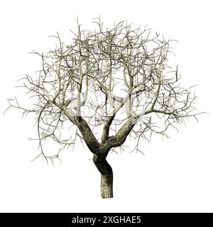 3D Darstellung einer Trauerweide oder Salix babylonica in Winter isoliert auf weißem Hintergrund Stockfoto
