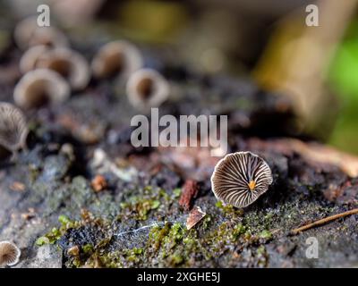 Makrofotografie sehr winziger Resupinatus trichotis-Pilze, die in verfaultem Holz wachsen. Gefangen in den Anden im Zentrum Kolumbiens. Stockfoto