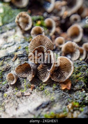 Makrofotografie sehr winziger Resupinatus trichotis-Pilze, die in verfaultem Holz wachsen. Gefangen in den Anden im Zentrum Kolumbiens. Stockfoto