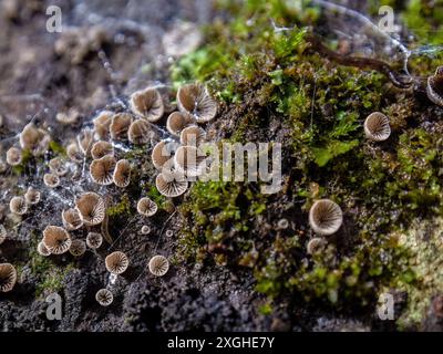 Makrofotografie sehr winziger Resupinatus trichotis-Pilze, die in verfaultem Holz wachsen. Gefangen in den Anden im Zentrum Kolumbiens. Stockfoto