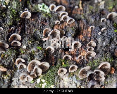 Makrofotografie sehr winziger Resupinatus trichotis-Pilze, die in verfaultem Holz wachsen. Gefangen in den Anden im Zentrum Kolumbiens. Stockfoto