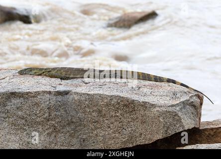 Ein halb gewachsener Wassermonitor sonnt sich auf den warmen Felsen am Ufer des Great Ruaha River. Kaltblütig zu sein und Wärme von der Sonne zu absorbieren hilft Stockfoto