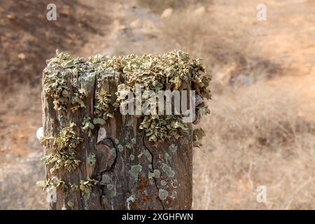 Alte Holzsäule, oben mit Moos und Flechten bedeckt. Gelbes Gras auf dem Feld im unscharfen Hintergrund. La Florida, Lanzarote, Kanarische Inseln, Stockfoto