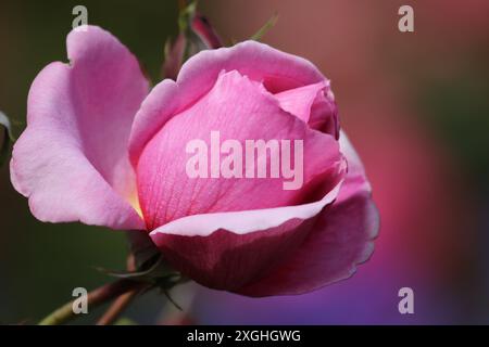 Schöne Rose in voller Blüte der Garten. Stockfoto