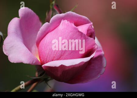 Wunderschöne Rosen in voller Blüte im Garten. Stockfoto