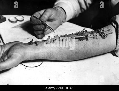 Zirkus, Flohzirkus, Show, Flöhe, die Miniaturen am Unterarm ziehen, 1950er Jahre, ZUSÄTZLICHE RECHTE-CLEARANCE-INFO-NICHT-VERFÜGBAR Stockfoto