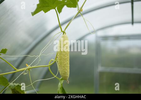 Niedriger Blickwinkel auf Gurkenpflanzen in einem Garten mit üppigen Blättern und Erde. Gurken- und Tomatenpflanzen im selben Gewächshaus in benachbarten Betten Stockfoto