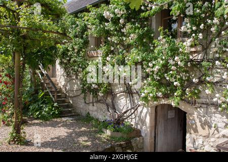 Außengebäude Château du Rivau, mit weißer Kletterrose Stockfoto