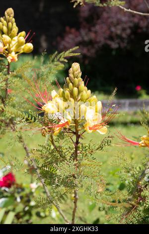 Caesalpinia gilliesii Paradiesvogel Sträucher Stockfoto