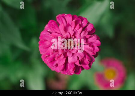 Draufsicht der Zinnienblume mit grünem, verschwommenem Hintergrund. Dunkelrosa Blütenfarbe. Stockfoto