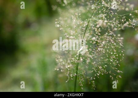 Close up of airy blooms of hairgrass deschampsia cespitosa in summer garden. Space. Floral background of ornamental grass Stockfoto