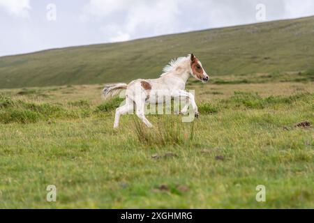 Dartmoor Hill Pony Fohlen galoppiert auf Dartmoor Stockfoto