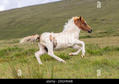 Dartmoor Hügel Pony Fohlen, galoppiert auf Dartmoor Stockfoto