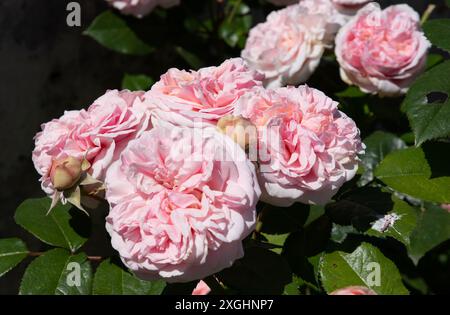 Rosa 'Herzogin von Cornwall' alias Music Hall Stockfoto