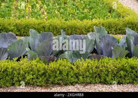 Rotkohl Integro wächst im dekorativen Gemüsegarten in Château de Villandry Stockfoto