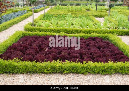 Salat Lollo Rosso, der im dekorativen Gemüsegarten von Château de Villandry angebaut wird Stockfoto