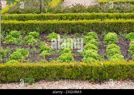 Salat im dekorativen Gemüsegarten Chateau de Villandry Stockfoto