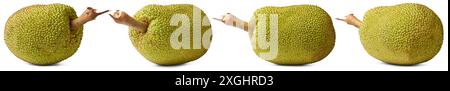 Jackfrüchte, große tropische Früchte isolierter weißer Hintergrund, Fleischersatz für Vegetarier und Veganer in verschiedenen Winkeln Stockfoto