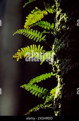 Polypodium vulgare (Polypodium vulgare) wächst auf dem Stamm eines Platanen in Kinloch im Island of Rum National Nature Reserve Stockfoto