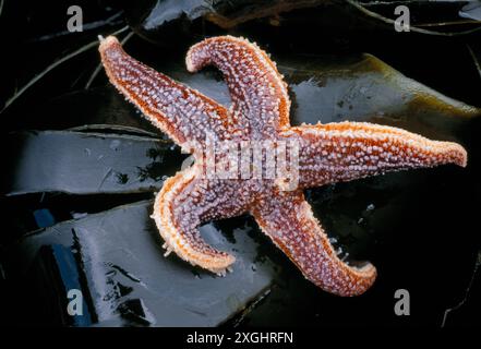 Seestern (Asterias rubens), exponiert auf Seetang bei Ebbe, Argyll, Schottland, April 1998 Stockfoto