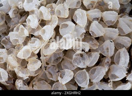 Gemeiner Whelk (Buccinum undatum) Nahaufnahme von Eierkisten, die an der Küste in Northumberland, England, im Oktober angeschwemmt wurden Stockfoto