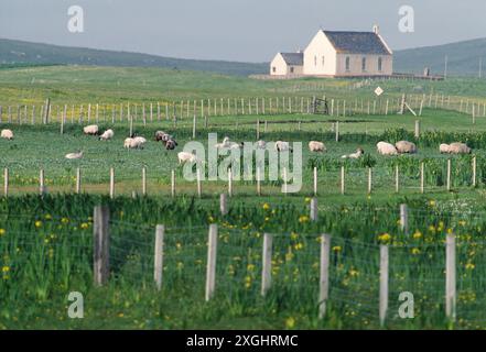 Croftland auf South Uist mit schwarzgesichtigen Schafen, Iris-Betten und Kirche mit gelber Flagge, Äußere Hebriden, Schottland, Mai 1985 Stockfoto