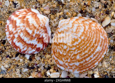 Dog Cockle (Glycymeris glycymeris) Muscheln auf Strand, South Harris, Äußere Hebriden, Schottland, Juli 2004 Stockfoto