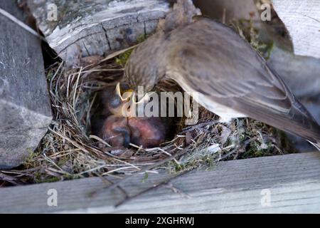 Ein gefleckter Fliegenfänger füttert ihre zwei hungrigen Schlüpflinge im Nestkasten. Stockfoto