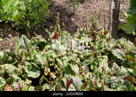 Rumex sanguineus Stockfoto