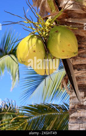 Gelbe Kokosnüsse wachsen auf der Palme an einem Strand in der Nähe von Akumal an der Maya-Riviera, Quintana Roo, Mexiko. Stockfoto