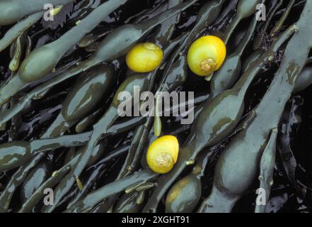 Flaches Periwinkle (Littorina obtusata) auf Algen (Fucus vesiculosus) bei Ebbe, Isle Mull, Innere Hebriden, Schottland, Juni 1987 Stockfoto