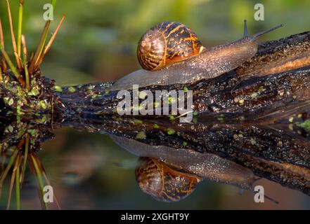 Gartenschnecke (Helix aspersa) auf verrottetem Baumstamm in Garden Pond, Berwickshire, Schottland, Juni 1994 Stockfoto