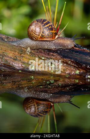 Gartenschnecke (Helix aspersa) auf verrottetem Baumstamm in Garden Pond, Berwickshire, Schottland, Juni 1994 Stockfoto