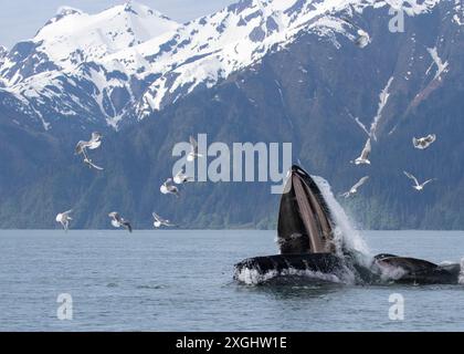 Buckelwale und Kalbblase fressen die Oberfläche mit schneebedeckten Bergen im Hintergrund und Möwen in der Luft, während Fische versuchen, Alaska USA zu entkommen Stockfoto