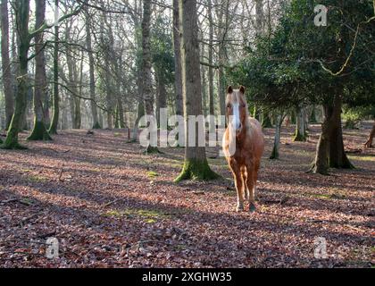 New Forest Wildpferd Pony steht in den Wäldern von New Forest England hat weißes Gesicht goldene Mähne braun Stockfoto