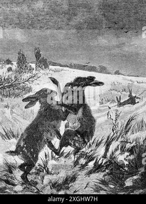 Zoologie / Tiere, Kaninchen, Hase (Lepus europaeus), zwei Kampfmännchen, Holzstich, ADDITIONAL-RIGHTS-CLEARANCE-INFO-NOT-AVAILABLE Stockfoto