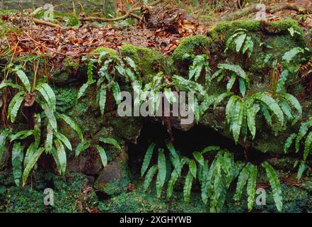 Harts Tongue Farn (Phyllitis scolopendrium) wächst auf alten Steinmauern in feuchten Laubwäldern, Berwickshire, Schottland, Februar 1997 Stockfoto