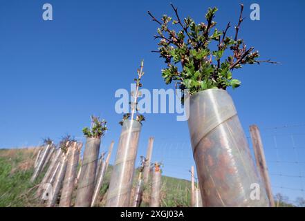 Neu gepflanzte Weißdornhecke um das Ackerfeld mit Schösslingen, die durch Baumwächter geschützt sind, Berwickshire, Scottish Borders, Schottland, Mai Stockfoto