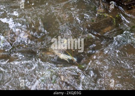 Chalfont St Giles, Großbritannien. Juli 2024. Abwasser im Fluss Misbourne. Das hübsche Dorf Chalfont St Giles in Buckinghamshire wurde als das „stinkendste Dorf Großbritanniens“ bezeichnet. Seit Januar dieses Jahres leitet die Themse Abwässer aus den Amersham Balacing Tanks in den River Misbourne, einen wertvollen Kreidefluss, der mehr als 3.500 Stunden durch Chalfont St. Peter fließt. Der Chalfont St Giles Parish Council hat nun den Zugang zum Kinderspielplatz, zum Dorfteich und zur Brücke über den Fluss Misbourne gesperrt, um die Dorfbewohner davon abzuhalten, mit Possib in Kontakt zu kommen Stockfoto