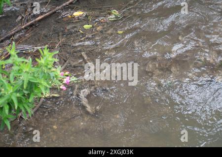 Chalfont St Giles, Großbritannien. Juli 2024. Abwasser im Fluss Misbourne. Das hübsche Dorf Chalfont St Giles in Buckinghamshire wurde als das „stinkendste Dorf Großbritanniens“ bezeichnet. Seit Januar dieses Jahres leitet die Themse Abwässer aus den Amersham Balacing Tanks in den River Misbourne, einen wertvollen Kreidefluss, der mehr als 3.500 Stunden durch Chalfont St. Peter fließt. Der Chalfont St Giles Parish Council hat nun den Zugang zum Kinderspielplatz, zum Dorfteich und zur Brücke über den Fluss Misbourne gesperrt, um die Dorfbewohner davon abzuhalten, mit Possib in Kontakt zu kommen Stockfoto