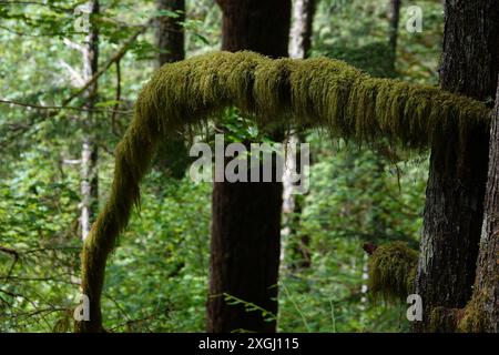 Moosbedeckter Zweig im gemäßigten Regenwald Stockfoto