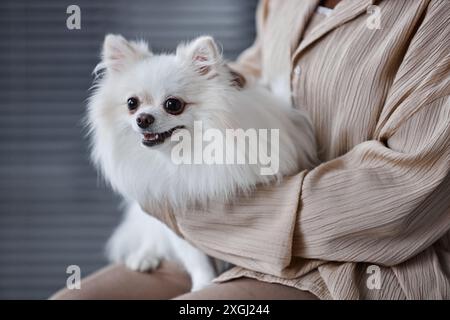 Schuss eines flauschigen weißen pommerschen Hundes an den Händen einer jungen Besitzerin, die auf einen Termin in der Tierarztpraxis wartet Stockfoto