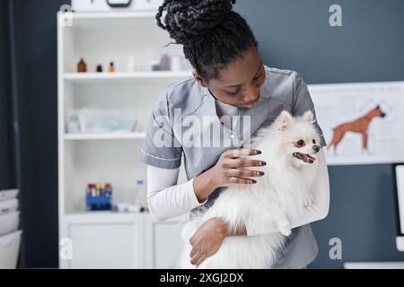 Junge Tierärztin der afroamerikanischen Ethnizität in der heutigen Tierklinik, die den kranken weißen pommerschen Hund untersucht, während er ihn sanft in den Händen hält, Kopierraum Stockfoto
