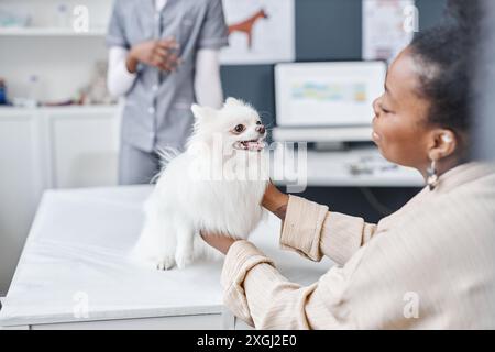 Schuss des gehorsamen weißen pommerschen Hundes nach körperlicher Untersuchung, der auf einem Tierklinik sitzt und eine weibliche Besitzerin der afroamerikanischen Ethnizität, die den Welpen in zärtlicher Weise im Arztbüro hält, Kopierraum Stockfoto