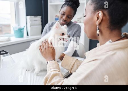 Überschulteraufnahme eines Patienten pommerschen Hundes, der nach der Behandlung in der Tierarztpraxis auf dem Untersuchungstisch sitzt, während weibliche Tierbesitzerin afroamerikanischer Ethnizität flauschiges Fell streichelt, Kopierraum Stockfoto