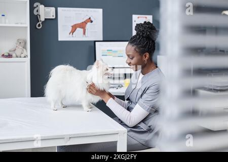 Seitenansicht Portrait weibliche Tierärztin der afroamerikanischen Ethnizität in grauer Uniform freundlich lächelnd während der Routineuntersuchung an weißem Spitzhund in der Tierklinik, Kopierraum Stockfoto